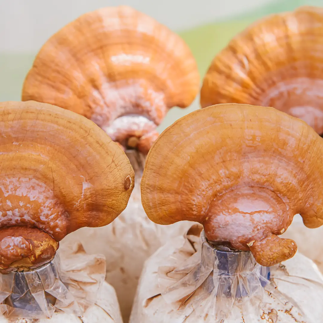 Reishi Mushroom