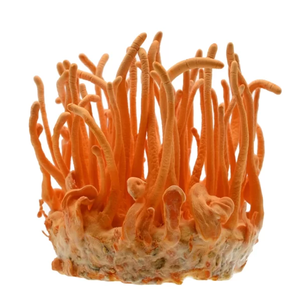 cordyceps militaris mushroom3