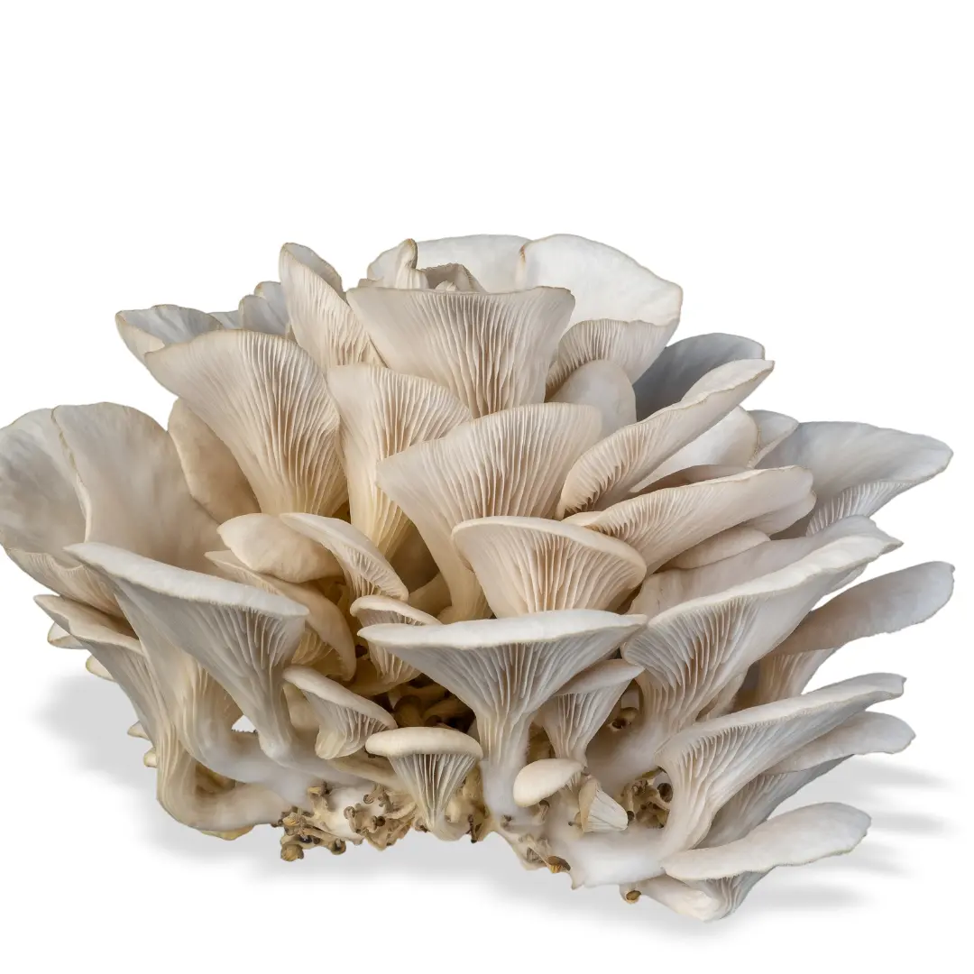 Oyster Mushroom