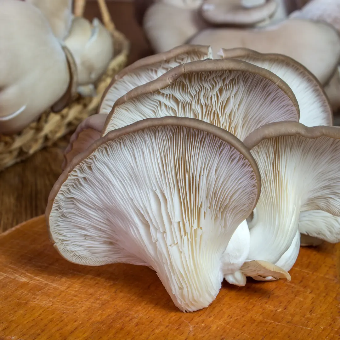 oyster-mushroom
