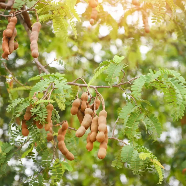 Tamarind